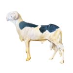 Alou Boy fils de Magal de Kheude