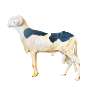 Alou Boy fils de Magal de Kheude — mouton Ladoum