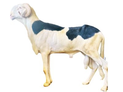 Alou Boy fils de Magal de Kheude