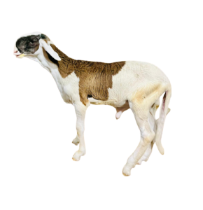 Alberto fils de noblesse — mouton Ladoum