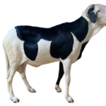 Bison fils de requin