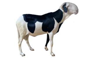 Bison fils de requin — mouton Ladoum