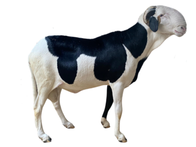 Bison fils de requin