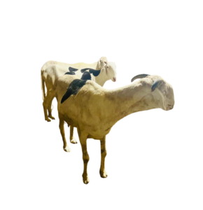 Bec fille de Gold — mouton Ladoum