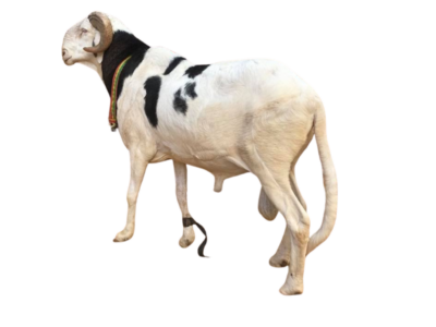 Brise fils de le Roi