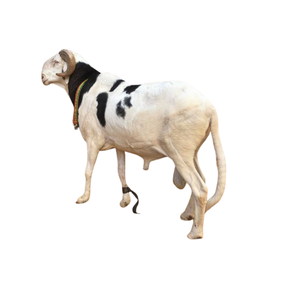 Brise fils de le Roi