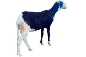 Drakkar Noir fille de Petit Thiouloul — mouton Ladoum