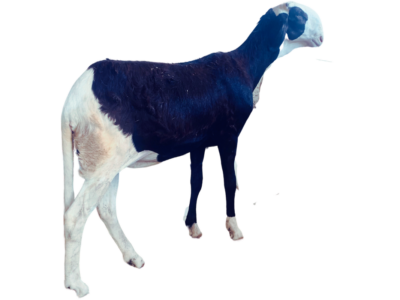 Drakkar Noir fille de Petit Thiouloul