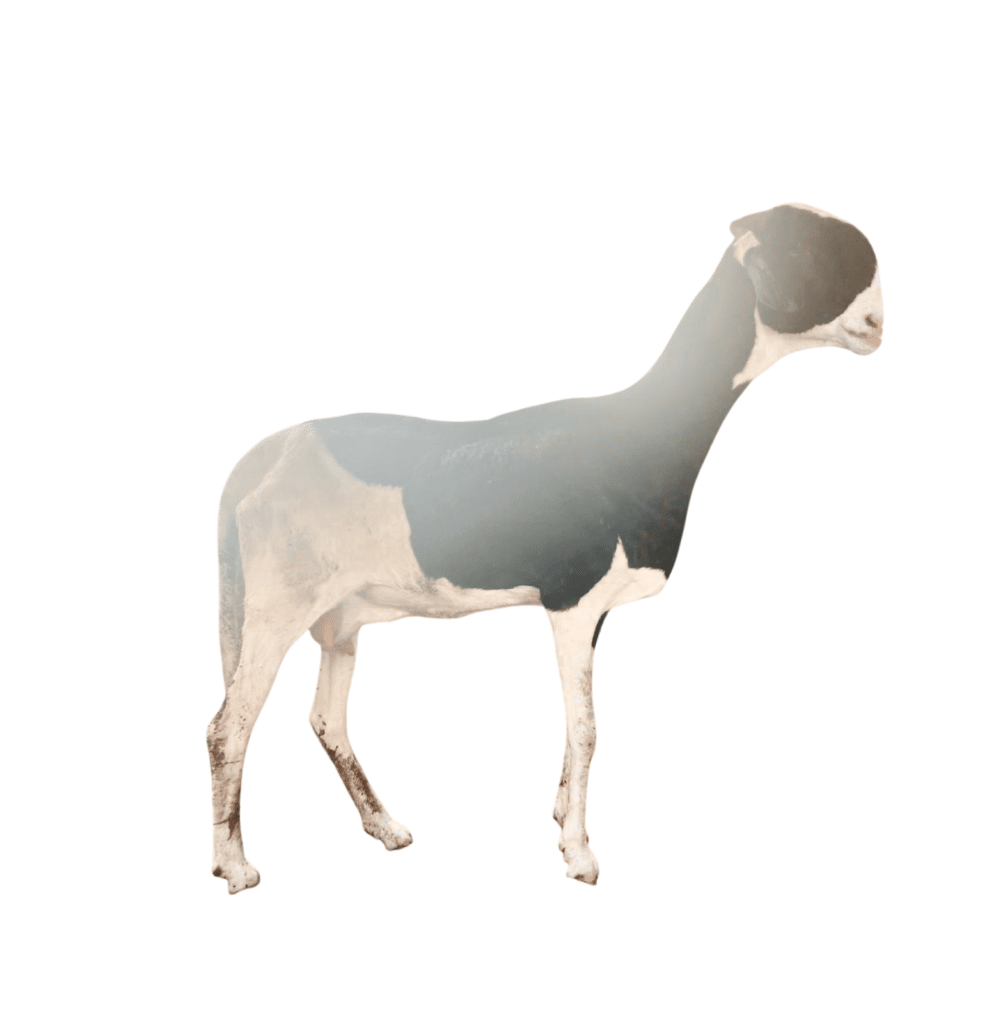drakkar junior fille de Alou boy — mouton Ladoum