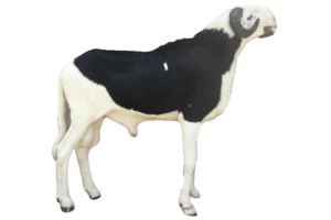 Espoir fils de Saloum — mouton Ladoum
