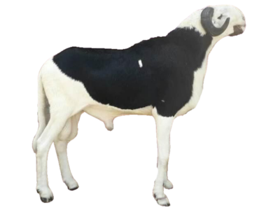 Espoir fils de Saloum