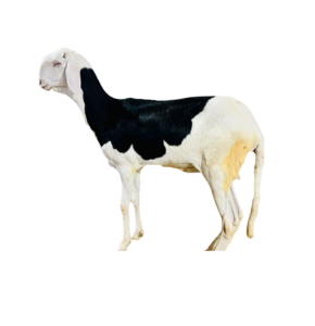 Frankline fille de franklin — mouton Ladoum