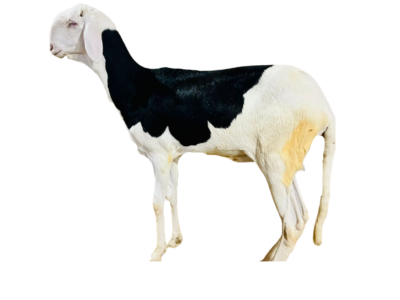 Frankline fille de franklin