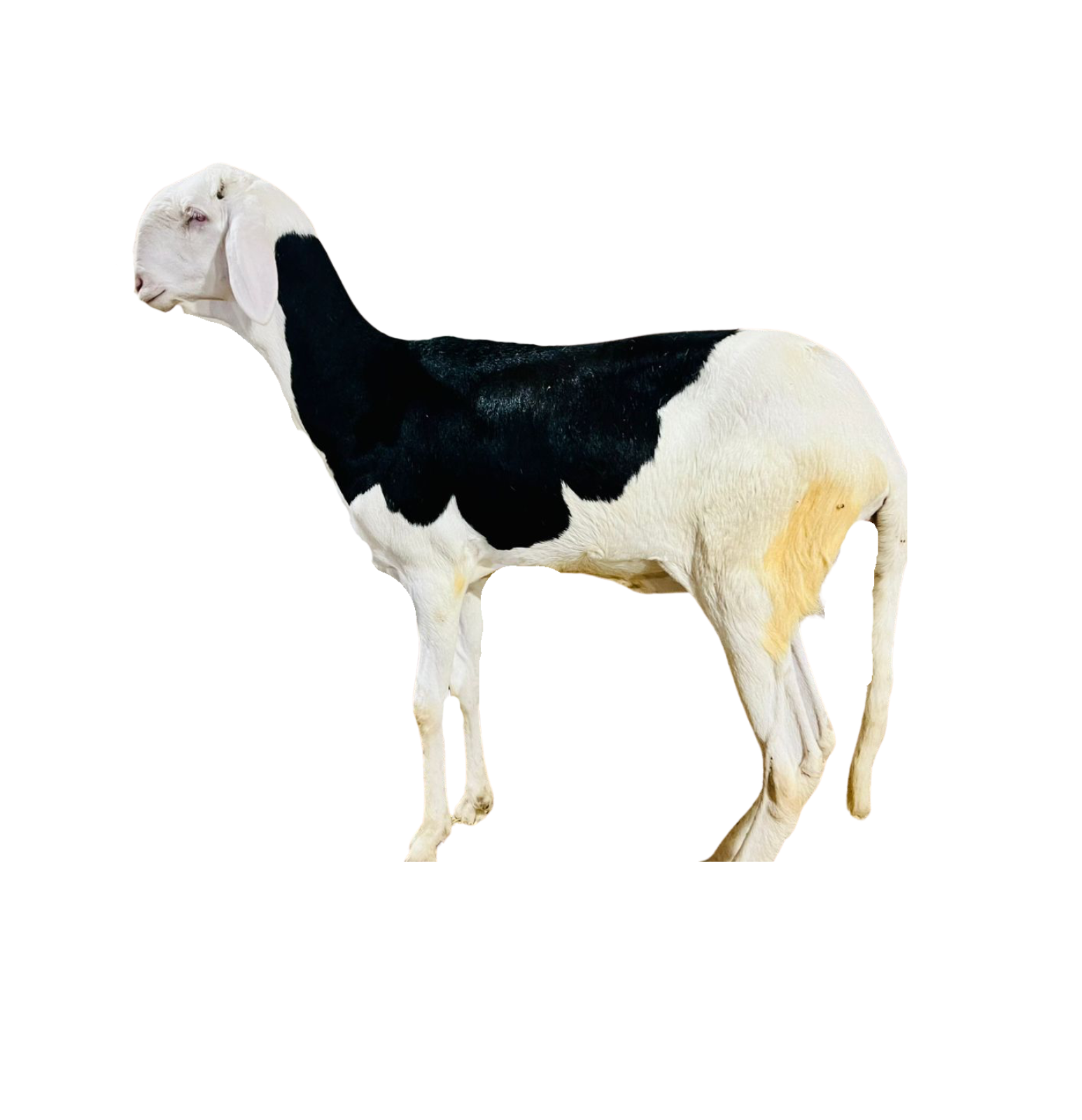 FRANKLINE fille de FRANKLIN