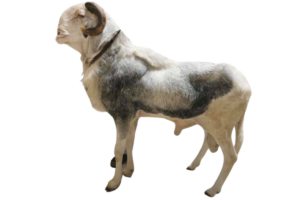 Gainde fils de Saloum — mouton Ladoum