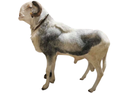 Gainde fils de Saloum