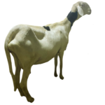 Givenchy petite fille Boy Badou