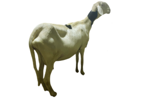 Givenchy petite fille Boy Badou — mouton Ladoum