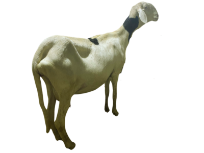 Givenchy petite fille Boy Badou