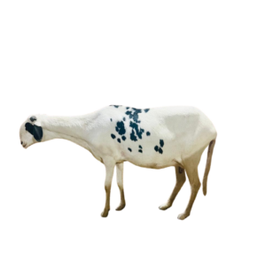 Gaia fille de Hermes — mouton Ladoum