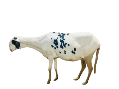 Gaia fille de Hermes