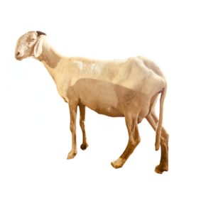 Gina fille de Nguiro — mouton Ladoum