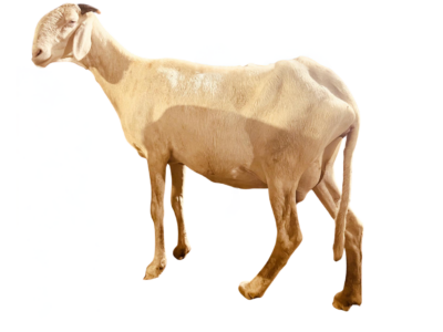 Gina fille de Nguiro