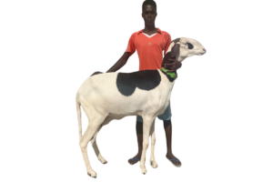Gladys fille de Sidath — mouton Ladoum