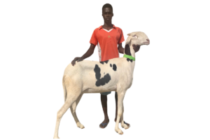 Hayam fille de monstre — mouton Ladoum