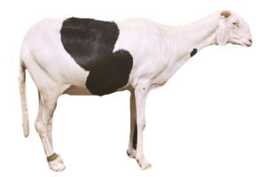 JENY fille de Commandante — mouton Ladoum