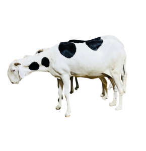 ReGina fille de Bison — mouton Ladoum