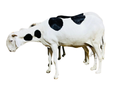 ReGina fille de Bison