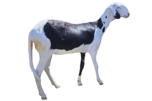 Madame Coly — mouton Ladoum
