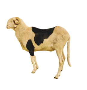 Magal de Kheude — mouton Ladoum