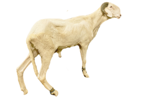 Milky fils de Bison — mouton Ladoum