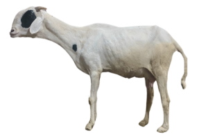 MIRNA fille de Commandante — mouton Ladoum