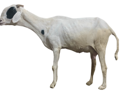 MIRNA fille de Commandante