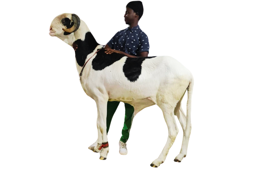 Napoleon fils de Picasso