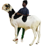 Napoleon fils de Picasso