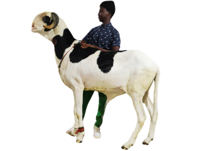 Napoleon fils de Picasso