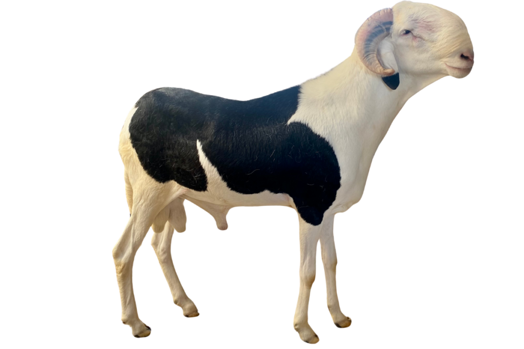 Napoléon Deux fils de Napoléon