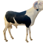 Napoléon Deux fils de Napoléon