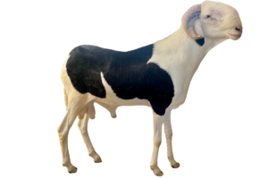 Napoléon Deux fils de Napoléon — mouton Ladoum