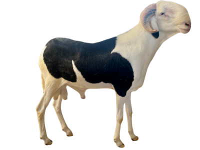 Napoléon Deux fils de Napoléon