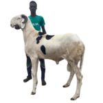 Nguiro fils de Rasheed