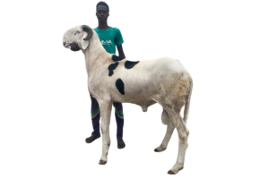 Nguiro fils de Rasheed — mouton Ladoum