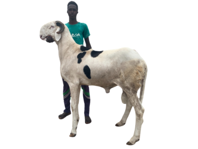 Nguiro fils de Rasheed