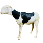 Nala fille de Alou Boy