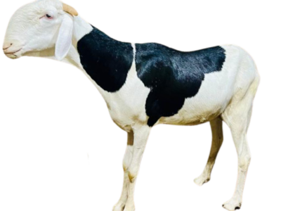 Nala fille de Alou Boy