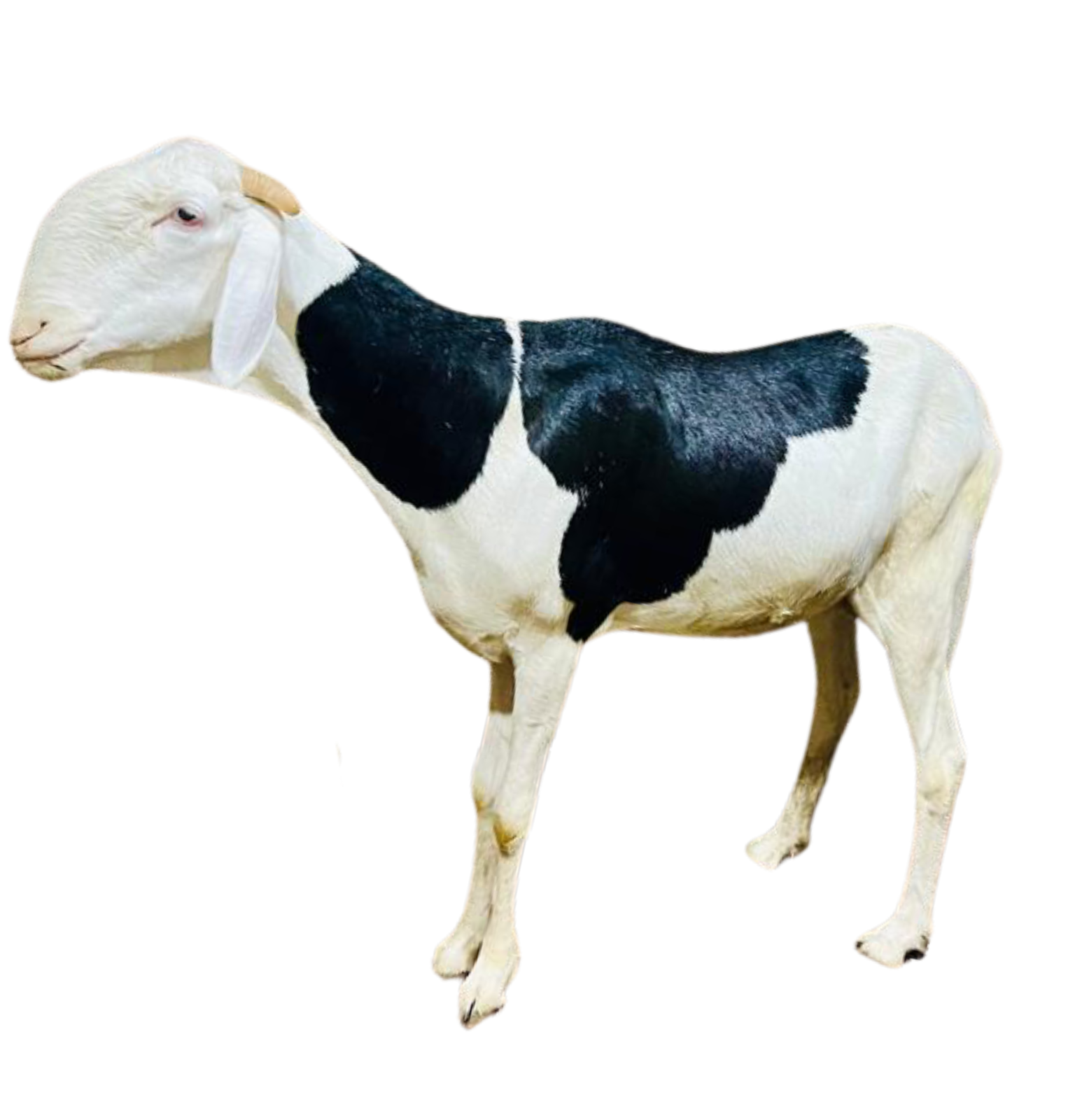 Nala fille de Alou Boy